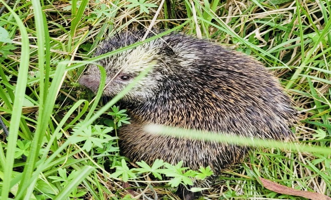 Cuidan animales