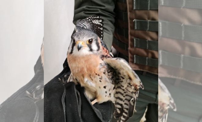 Falco tinnunculus