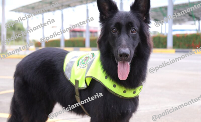 Negra