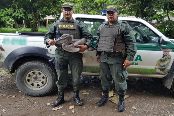 rescate-pelicano
