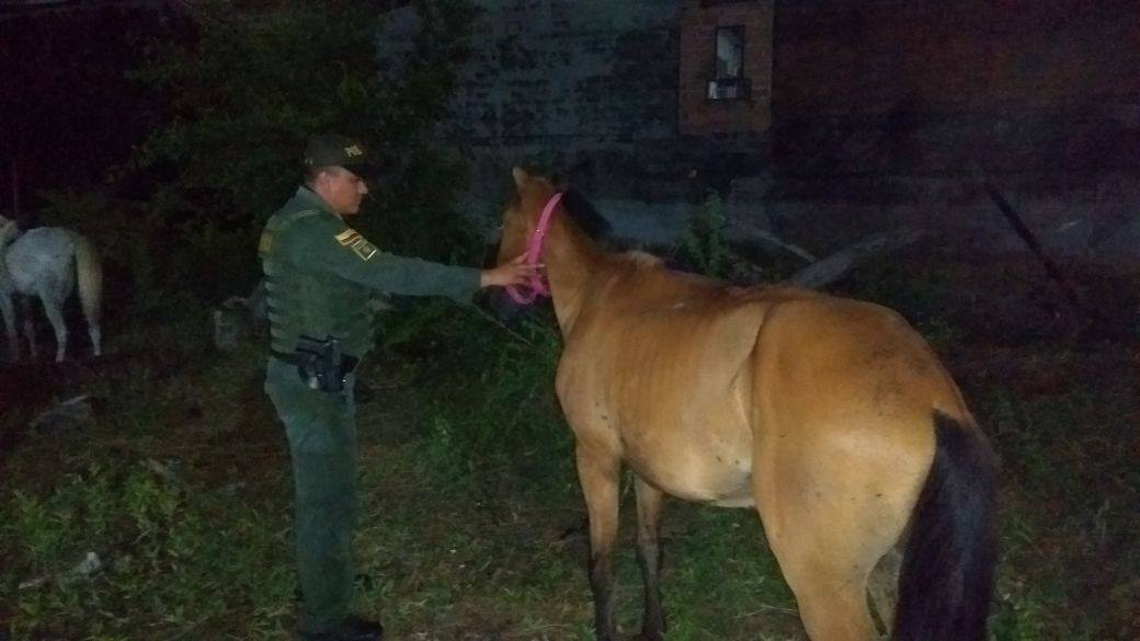 rescate-equinos