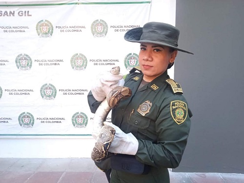 Rescate boa