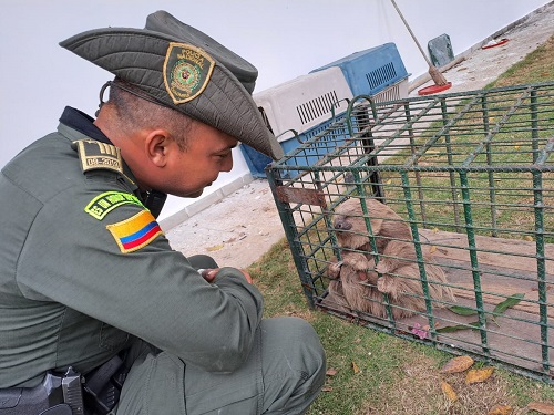 Rescate perezoso