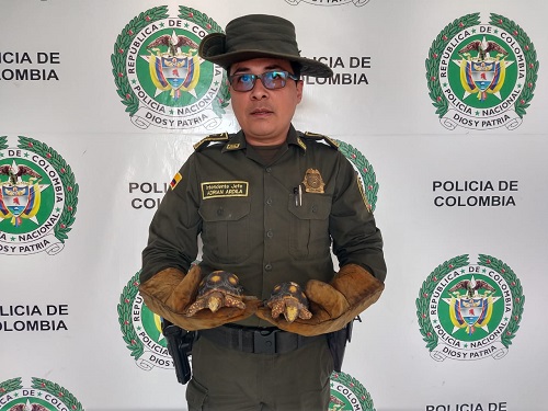Rescate tortuga